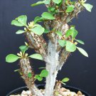 10 Seeds Euphorbia CAPMANAMBATOENSIS (Exotic madagascar rare bonsai cacti seed)