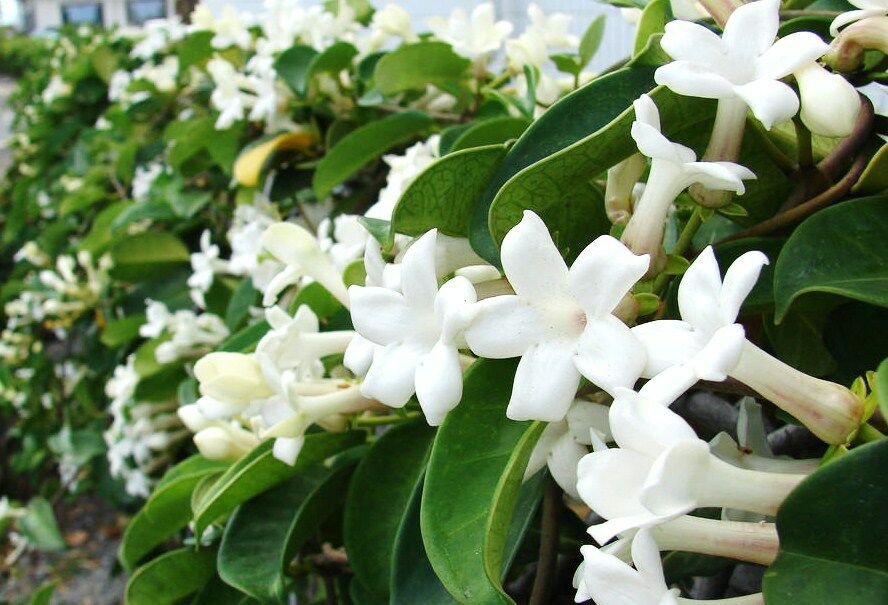 10 SEEDS Stephanotis Floribunda Madagascar (Jasmine vine rare exotic ...