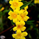 5 SEEDS GELSEMIUM SEMPERVIRENS (Carolina jasmine vine rare fragrant flower seed) 5 SEEDS GELSEMIUM SEMPERVIRENS (Carolina jasmine vine rare fragrant flower seed)