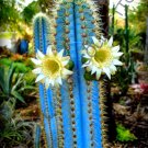 10 SEEDS RARE PILOSOCEREUS PURPUREUS (Exotic color columnar cacti cactus seed)