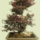 5 Seeds Loropetalum Chinense var. rubrum 'Daruma' exotic bonsai rare plant seed 5 Seeds Loropetalum Chinense var. rubrum 'Daruma' exotic bonsai rare plant seed