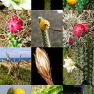 50 Seeds HARRISIA MIX (Fragrant cactus flower night bloom succulent eriocereus)