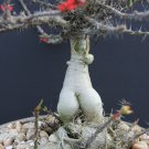 5 Seeds Euphorbia PEDILANTHOIDES (Exotic madagascar succulent rare bonsai seed)