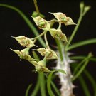 20 SEEDS Euphorbia genoudiana exotic rare Madagascar succulent cactus cacti seed 20 SEEDS Euphorbia genoudiana exotic rare Madagascar succulent cactus cacti seed