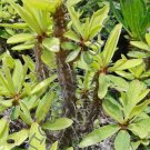 5 SEEDS EUPHORBIA DURANII ANKARATRAE (Exotic rare cactus cacti plant seed)
