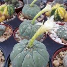 50 SEEDS Matucana Madissoniorun albiflora WHITE flower cacti rare bonsai cactus