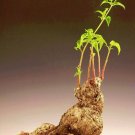 50 Seeds Caudex MIRABILIS JALAPA (Exotic fragrant bonsai rare plant flower seed) 50 Seeds Caudex MIRABILIS JALAPA (Exotic fragrant bonsai rare plant flower seed)