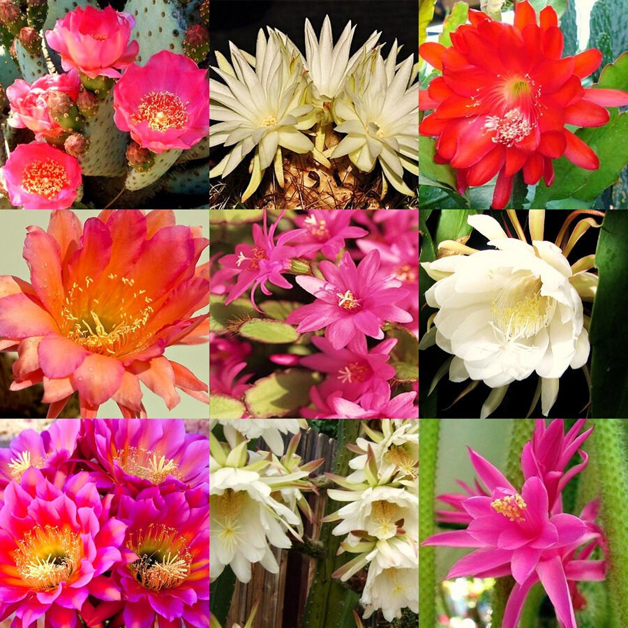 50 Seeds FRAGRANT CACTUS FLOWER MIX (Rare garden cacti exotic desert