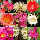 100 Seeds FRAGRANT CACTUS FLOWER MIX (Rare garden cacti exotic desert succulent)