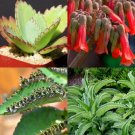 25 Seeds KALANCHOE DAIGREMONTIANA (Rare mother of thousand mexican hat plant seed)
