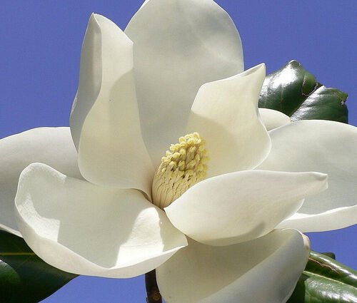 30 Seeds MAGNOLIA GRANDIFLORA (Exotic flowering tree FRAGRANT FLOWER rare seed)