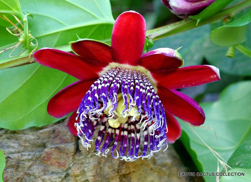 10 Seeds PASSIFLORA QUADRANGULARIS (Giant granadilla grenadilla passionfruit seed)