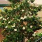 15 Seeds MAGNOLIA GRANDIFLORA  (Exotic flowering tree FRAGRANT FLOWER rare plant)