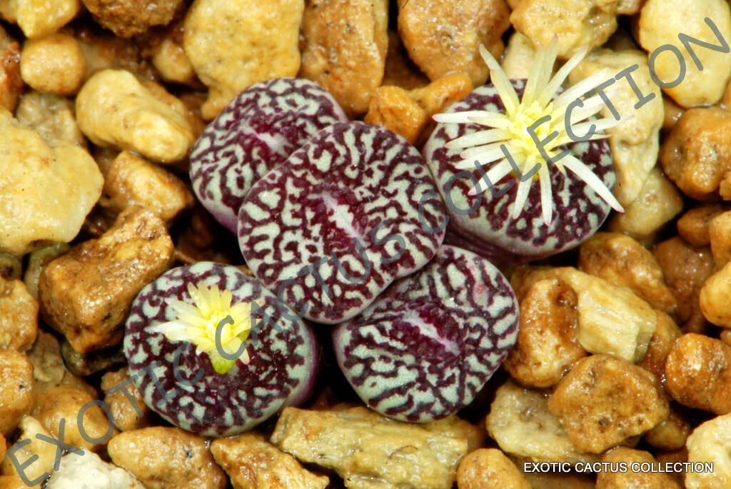 15 SEEDS RARE CONOPHYTUM MINIMUM WITTEBERGENSE mesembs exotic succulent stones