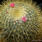 20 SEEDS MAMMILLARIA PRINGLEI (Exotic rare cactus cacti plant pincushion seed) 20 SEEDS MAMMILLARIA PRINGLEI (Exotic rare cactus cacti plant pincushion seed)