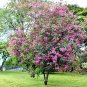 15 Seeds Bauhinia Purpurea PURPLE ORCHID TREE exotic flower bonsai plantseed