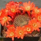 50 SEEDS Rebutia Wessneriana (Exotic flower color flowering rare cactus aloe seed)