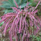 20 SEEDS Lepismium Cruciforme (Rare epiphyllum exotic rhipsalis succulent seed) 20 SEEDS Lepismium Cruciforme (Rare epiphyllum exotic rhipsalis succulent seed)