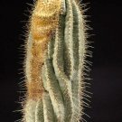 20 SEEDS Buiningia Aurea (Exotic Coleocephalocereus columnar cereus cacti seed)