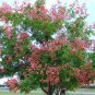 20 Seeds Koelreuteria bipinnata - Chinese Flame - Tree exotic flower bonsai seed