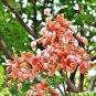 20 Seeds Koelreuteria bipinnata - Chinese Flame - Tree exotic flower bonsai seed