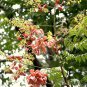 20 Seeds Koelreuteria bipinnata - Chinese Flame - Tree exotic flower bonsai seed