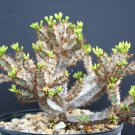 10 Seeds Euphorbia AUREOVIRIDIFLORA (Exotic madagascar rare bonsai cacti seed)