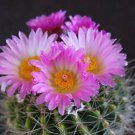 25 SEEDS Notocactus herteri parodia rare cactus cacti