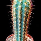 10 SEEDS PILOSOCEREUS BRAUNII (Exotic color columnar rare cacti cactus seed)