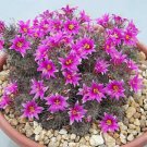 50 SEEDS Mammillaria Mazatlanensis (Exotic pincushion flowering rare cactus seed)