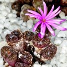 50 SEEDS Conophytum Rubrolineatum (Rare mesembs exotic rock living stones seed)