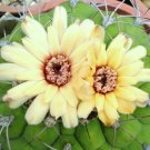 50 seedsGymnocalycium Marquezii (Rare cactus plant flower succulent cacti seed) 50 seedsGymnocalycium Marquezii (Rare cactus plant flower succulent cacti seed)