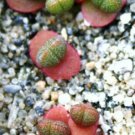 20 SEEDS Pleiospilos Simulans (Rare succulent mesembs rock living stones seed) 20 SEEDS Pleiospilos Simulans (Rare succulent mesembs rock living stones seed)