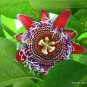 10 Seeds GIANT GRANADILLA Passiflora Quadrangularis Grenadilla Passionfruit Seed