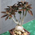 5 Seeds EUPHORBIA AMBOVOMBENSIS (Exotic madagascar bonsai caudex cacti seed)