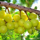5 Seeds PHYLLANTHUS EMBLICA (Indian gooseberry amla fruit tree rare exotic seed)