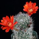100 SEEDS Rebutia Maxima (Exotic rare cactus globular flowering cacti flower seed)