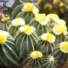 25 SEEDS Parodia Magnifica (Rare notocactus exotic eriocactus succulent cactus)