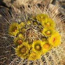 100 SEEDS Ferocactus Cylindraceus (Rare cacti exotic barrel cactus flower seed)