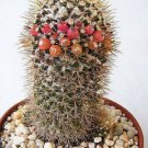 50 SEEDS Mammillaria Nivosa (Exotic pincushion flower cacti rare cactus aloe seed)