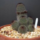 15 SEEDS RARE MAMMILLARIA SHELDONII flower cacti pincushion globular cactus seed