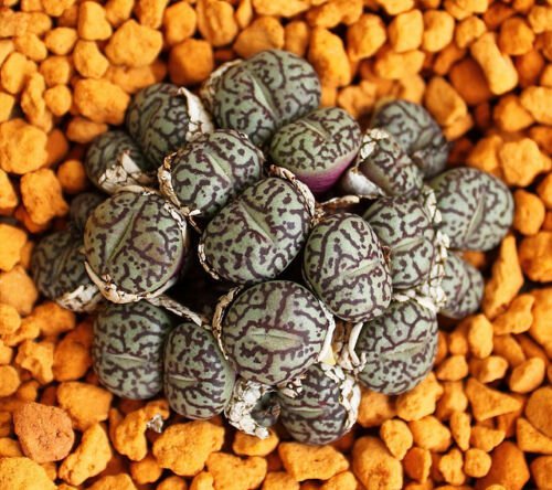 30 SEEDS Conophytum Minimum Wittebergense (Rare mesembs exotic succulent stones)