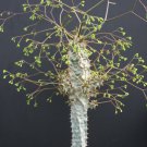 10 Seeds Euphorbia PERRIERI ELONGATA (Exotic madagascar rare bonsai cacti seed)