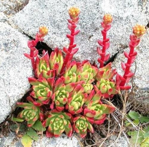 20 SEEDS Cotyledon Orbiculata Higginsiae COMPACTA ice plant living rock seed
