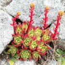 20 SEEDS Cotyledon Orbiculata Higginsiae COMPACTA ice plant living rock seed 20 SEEDS Cotyledon Orbiculata Higginsiae COMPACTA ice plant living rock seed