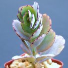 2" Pot Plant Kalanchoe Fedtschenkoi (Rare succulent air plant cactus garden exotic aloe) 2" Pot Plant Kalanchoe Fedtschenkoi (Rare succulent air plant cactus garden exotic aloe)