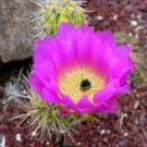100 SEEDS Echinocereus cineranscens (Exotic color flower cacti rare cactus seed)