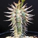 5 Seeds Euphorbia Viguieri CAPURONIANA (Exotic flower madagascar palm rare seed)
