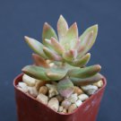 2" Pot Plant Sedum Nussbaumerianum (Rare succulent air plant cactus garden exotic aloe) 2" Pot Plant Sedum Nussbaumerianum (Rare succulent air plant cactus garden exotic aloe)