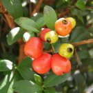 10 Seeds Simpson's Stopper Myrcianthes fragrans Florida native wild tree seed 10 Seeds Simpson's Stopper Myrcianthes fragrans Florida native wild tree seed